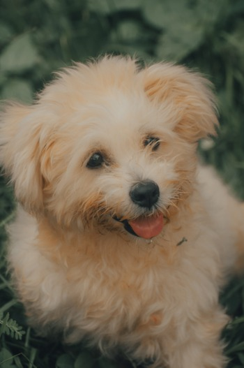 pomapoo dog cute pomapoo dog closeup